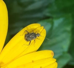 Charagochilus