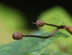 Ophiocordyceps