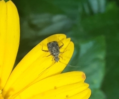 Charagochilus