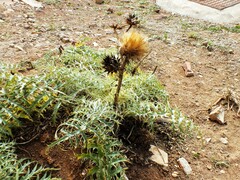 Cynara cardunculus image