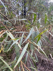 Acacia longifolia longifolia