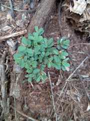 Euphorbia inaequilatera
