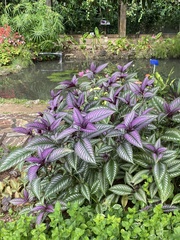 Strobilanthes auriculata dyeriana