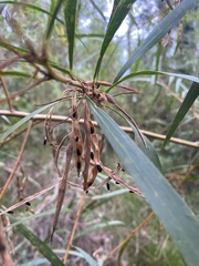 Acacia longifolia longifolia