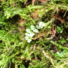 Asplenium trichomanes