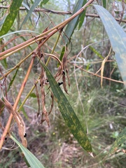 Acacia longifolia longifolia