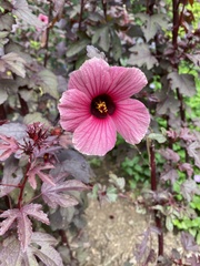 Hibiscus acetosella