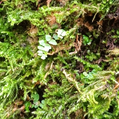 Asplenium trichomanes