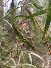 Acacia longifolia longifolia