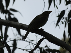 Manorina melanophrys