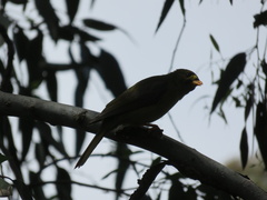 Manorina melanophrys