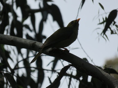 Manorina melanophrys