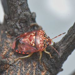 Menida