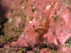Eualus pusiolus