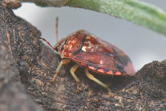 Menida