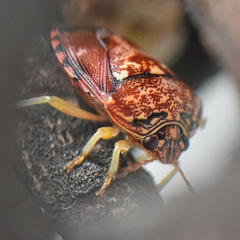 Menida