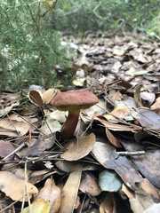 Hortiboletus rubellus