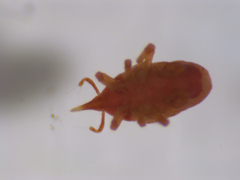 Microtrombidiidae