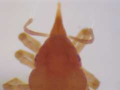 Microtrombidiidae
