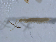 Symphyla