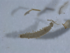 Symphyla