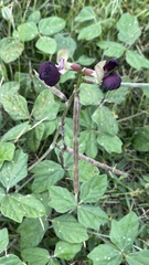 Macroptilium atropurpureum