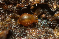 Lipothrix lubbocki
