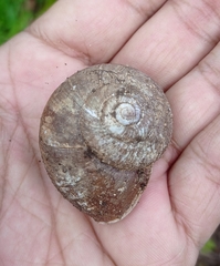 Ariophanta exilis