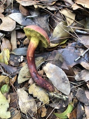 Hortiboletus rubellus