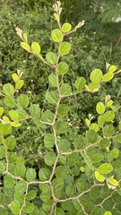 Ziziphus