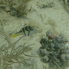 Canthigaster valentini