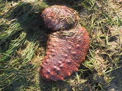 Holothuria arguinensis