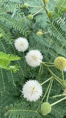 Leucaena