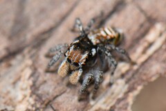 Maratus plumosus