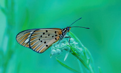 Acraea encedon encedon