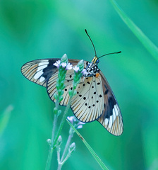 Acraea encedon encedon