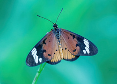 Acraea encedon encedon