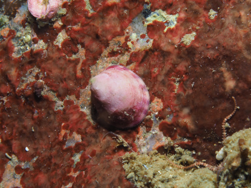 White Tortoiseshell Limpet