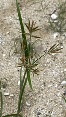 Cyperus polystachyos