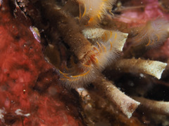 Pseudopotamilla reniformis