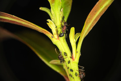 Stictoponera bicolor