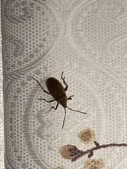 Probergrothius
