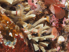 Pseudopotamilla reniformis