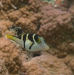 Canthigaster valentini