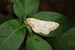 Scopula propinquaria