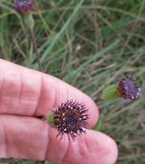 Senecio erubescens