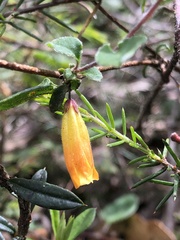 Marianthus bignoniaceus