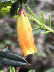 Marianthus bignoniaceus