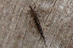 Idolothrips spectrum