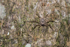 Siamspinops formosensis